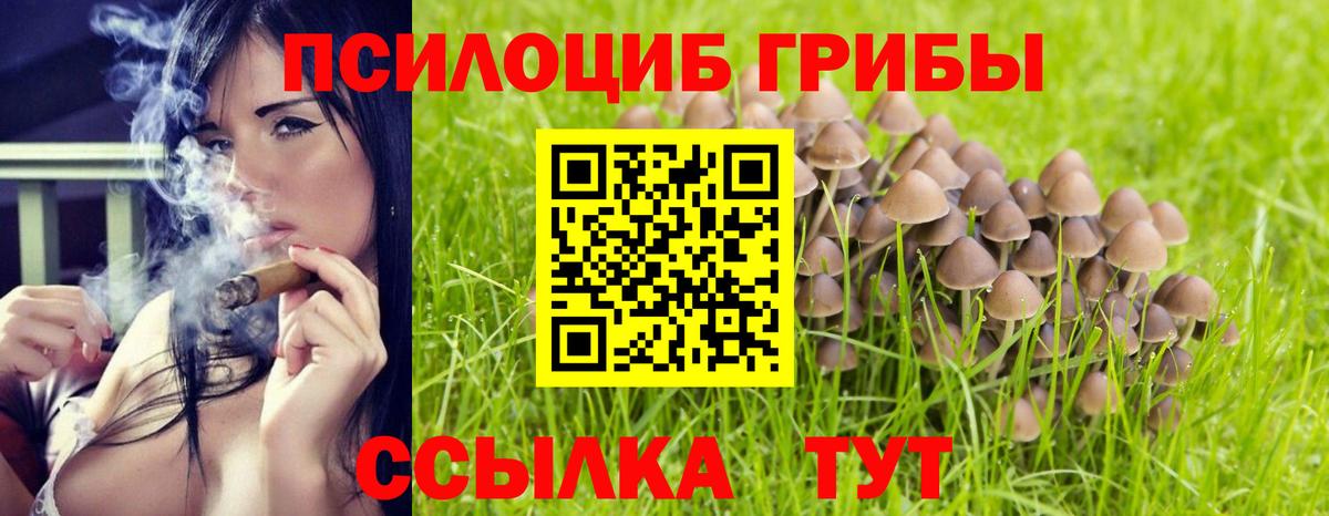 Псилоцибиновые грибы Psilocybe  Вход с VPN  Знаменск 